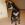 Zorro